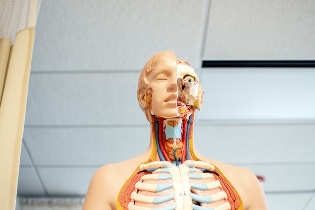 Human anatomy figure